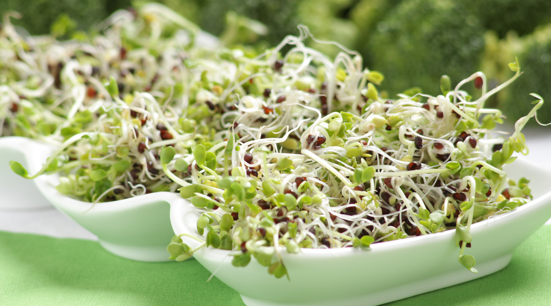 Broccoli Sprouts Health Benefits: Here's What You Need To Know | FoodNerd
